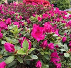 キリストの復活は何を与えるのか