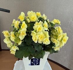 善いサマリア人のたとえ